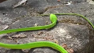 बाप रे बाप!! लांबलचक हिरवा साप... beautiful snakes in india #snakes#saamp