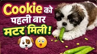 When Cookie Got Matar for the First Time 😂🐾