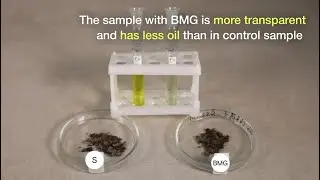 BMG's Palm Oil Extraction Enhancement Solution: How It Works