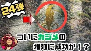 磯焼け対策【令和8年1月12日】カジメの周りを確認したら、カジメの幼体を発見！！