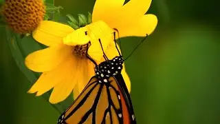 Beautiful Butterflies & The Best Relaxing Piano - Sleep Relaxing Music