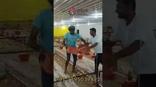 Indus Poultry Equipments &ndash; Poultry Equipment Manufacturing, Supply & Installation