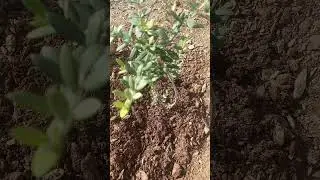 Plantation drive od local government #plants #tree #drive #green #pakistan #greenary #poondi #time