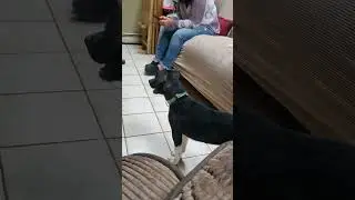 Puppies Playing | Cute Dogs | Funny Dogs Videos | Puppy Wants To Play | Funny Puppy Video