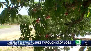 Linden Cherry Festival pushes through even after cherry crop loss
