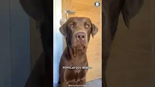 Лабрадор-ретривер 🐶 Идеально подходит для новичков?