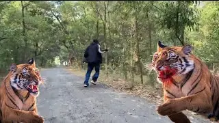 Tiger Attack on village girl 😨😮||#tiger #tigerattack 