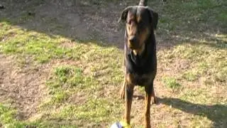 Tayson Rottweiler croisé berger allemand!