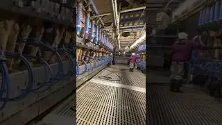 Modern dairy farm technology