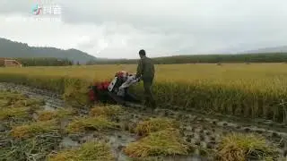 crawler type reaper binder 4GK90 water field