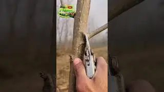 Powerful Cutting ✂️ | Satisfying Pruning Skill #Shorts#powerfulcutting #pruning