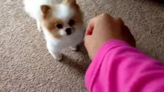 Dog waits for treat to come down