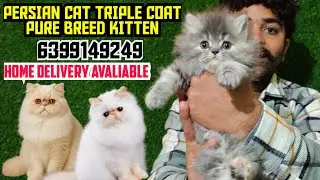 😍RUSSIAN BLUE PERSIAN KITTEN FOR SALE &bull; TRIPLE COAT KITTENS &bull; SEMI PUNCH HIGH QUALITY BABY 