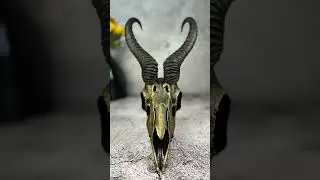 Hand painted African animal skulls