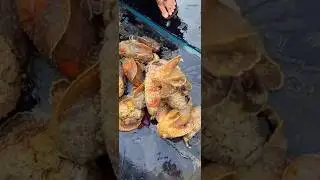Fresh Catch of the Day 🐚💦 Stone Fish Straight from the Sea!