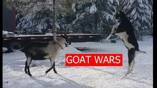 Introducing New Goats to the Herd--Goat Wars!