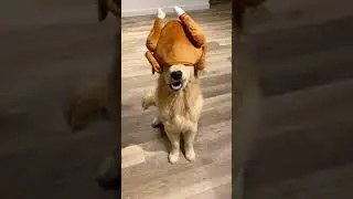 Kevin&rsquo;s a Turkey Head! #shorts #thanksgiving