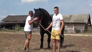 Caii lui Caroy de la Halmeu, Satu Mare - 2018