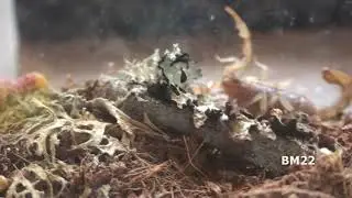 Strange Spider Found in Baby Scorpion Habitat