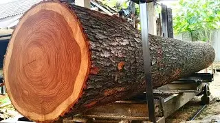 The Forest Keeper !!Unveiling the Majesty of a Giant Mahogany Tree Over 100 Years Old 