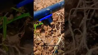 agriculture drip irrigation 💧#reels #trending #agriculture #viralreels