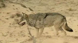 Pair of Wolves in steppe