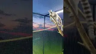 Лемур Марго научила Джулиана плохому? 🙀 Ночные новости из сада 😺