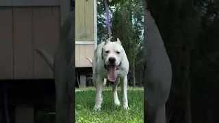 #wolf #rottweiler #bullterrier #dogoargentino #tibetanmastiff #canecorso #pitbull #alabai #kangal