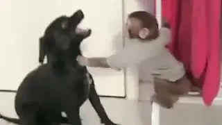 A jerk monkey annoying a dog