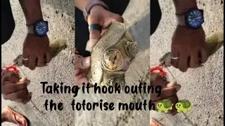Rear#turtle🐢_Taking ithook outing thetotorise mouth🐢🐢#viral/Tortoise best walking indry land/#shorts