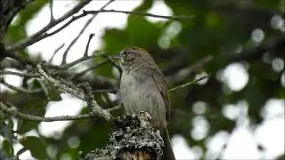Rufous-crowned sparrow, Reimer's Ranch, 5/30/2021