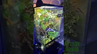 Adding the swell misting system!