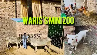 Waris's Mini Zoo 😊 waris ne banwaya mini zoo 🥰