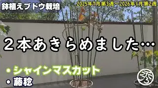 ブドウ苗木の購入は6月が良い理由