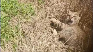 cat looking for prey.Cat hunting video