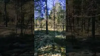 nature#forest#walk#news#hiking #dog#travel#virtual walk#nature sounds#