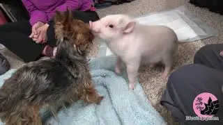 Cute Mini Pig and Puppy Become Unlikely Friends