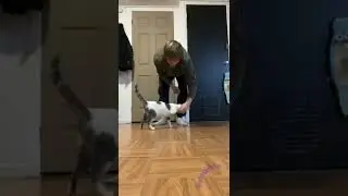 Дрессированная Кошка 😺 Smart Cat 🐱 #shorts #cat #кошка