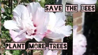 SAVE THE BEES