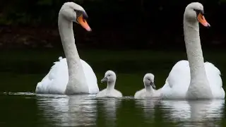 Storytime .....Swans Lovely Story ....From Parenthood to Empty Nest Syndrome.
