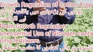 @zaratpoint Growth Regulation Of Cotton Crop  پودوں کی بڑھوتری میں باقاعدگی کیلیے اقدامات