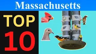Top 10 Feeder Birds of Massachusetts [Brief]