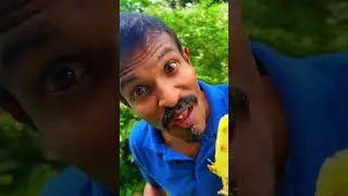 Fresh Pineapple