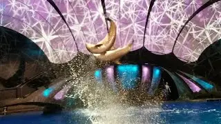 Dolphin Show @georgiaaquarium