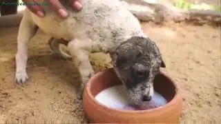 UNUSUAL MEMES COMPILATION V325 II
