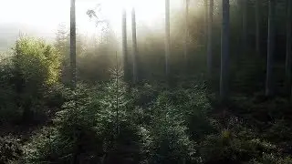Brumes matinales &agrave; Spa Malchamps