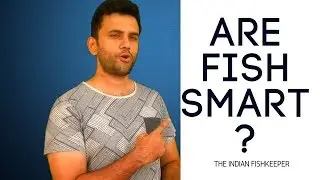 Are Fish Smart?