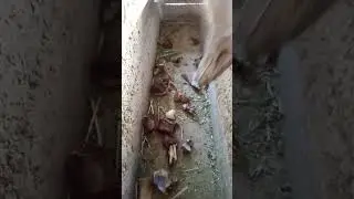страус сөөк  жутуп жатат