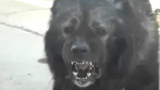 Terminator dog !