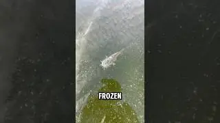 Frozen fish part 3 #icefishing #viralvideo #shorts #outdoors #winter